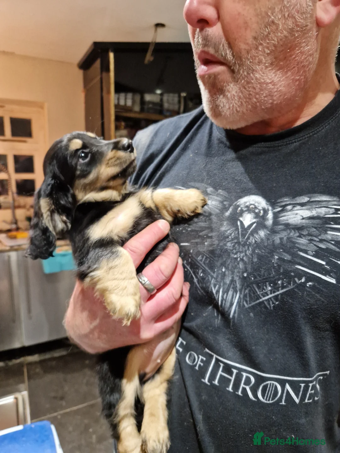 Miniature Dachshund dogs for sale:  Reduced For Last Girl Long Coat Waiting For You  - Advert 1