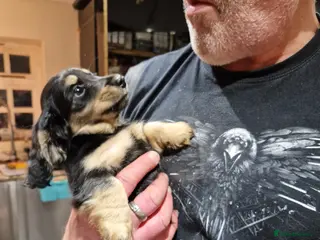 Miniature Dachshund dogs Reduced For Last Girl Long Coat Waiting For You - Advert 3