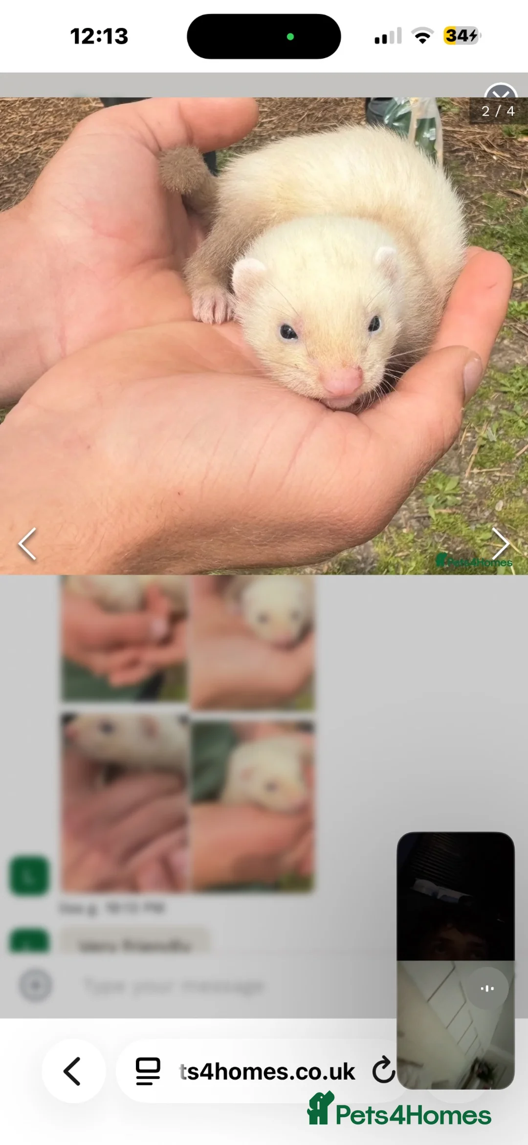 Ferret rodents for sale: three ferrets two girls one boy in Hook - Advert 4