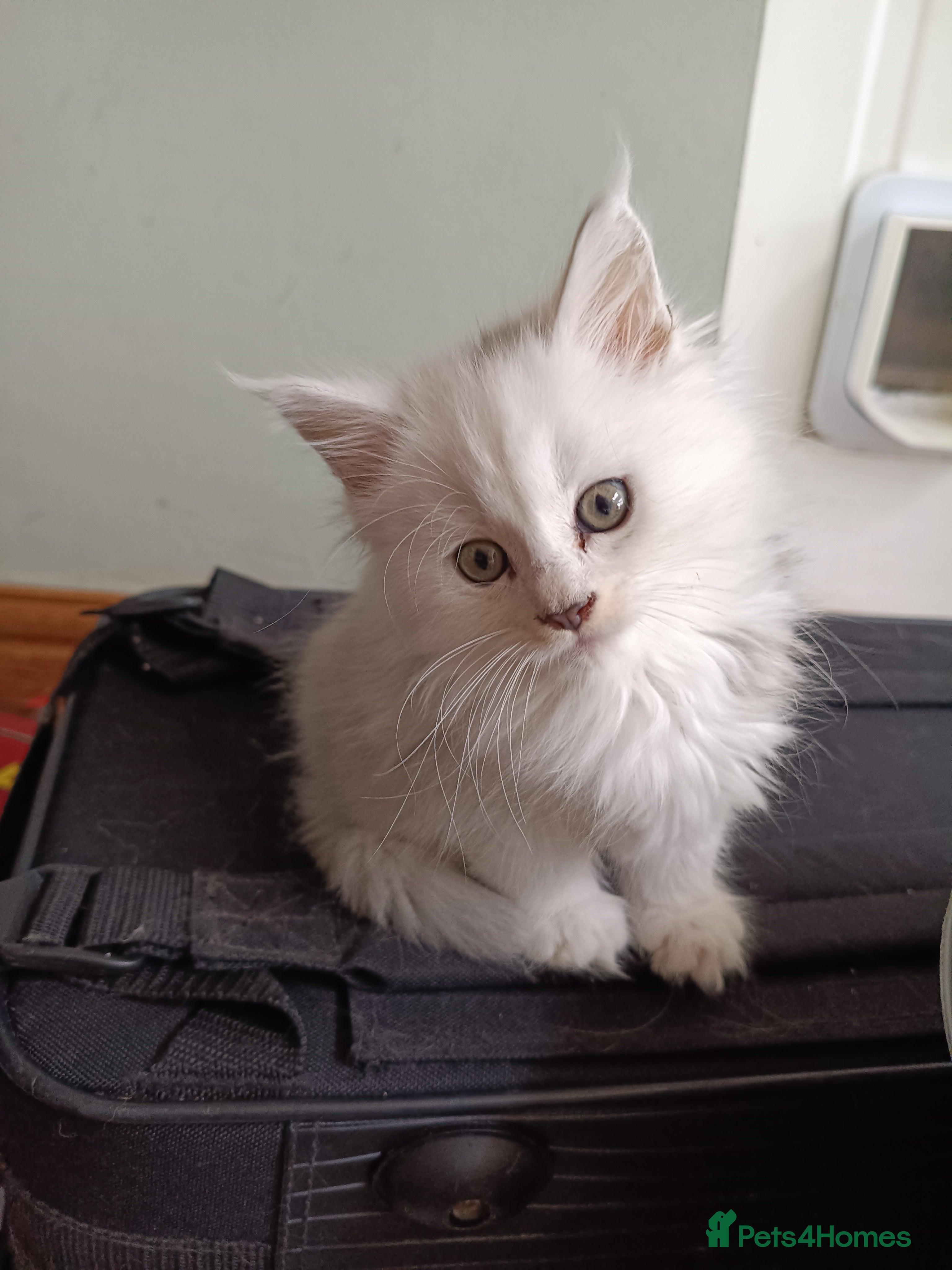 Maine Coon cats Tica Reg and fully health tested - Advert 18