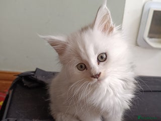 Maine Coon cats Tica Reg and fully health tested - Advert 18