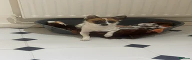 Jack Russell Puppy 2