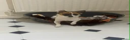 Jack Russell dogs for sale: Stella - Advert 2