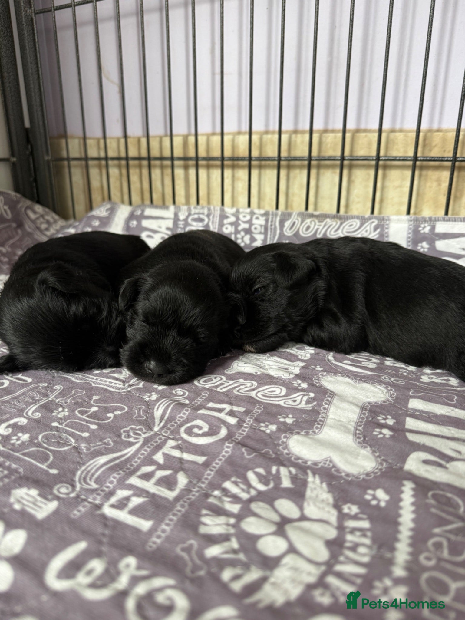 Miniature Schnauzer dogs Beautiful miniature schnauzer Pups - Advert 2