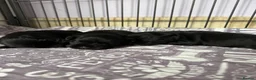 Miniature Schnauzer dogs for sale: Beautiful miniature schnauzer Pups - Advert 2