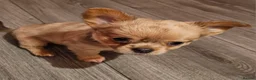 Chihuahua dogs for sale: Chiuahuah pups......lilac merle, fawn, white brown - Advert 37