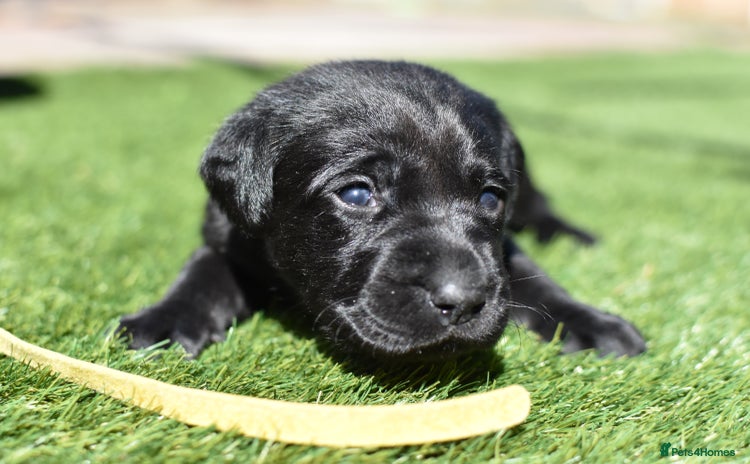 Labrador Retriever dogs - Advert 4