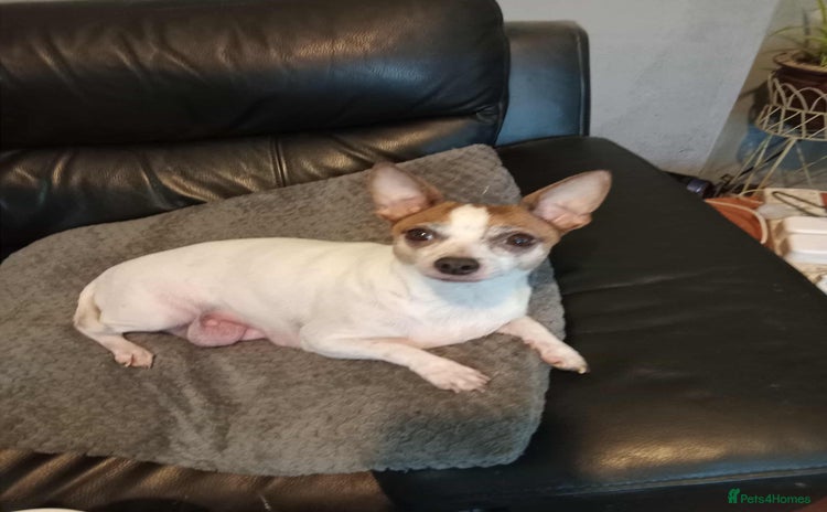 Mixed Breed dogs - Advert 1