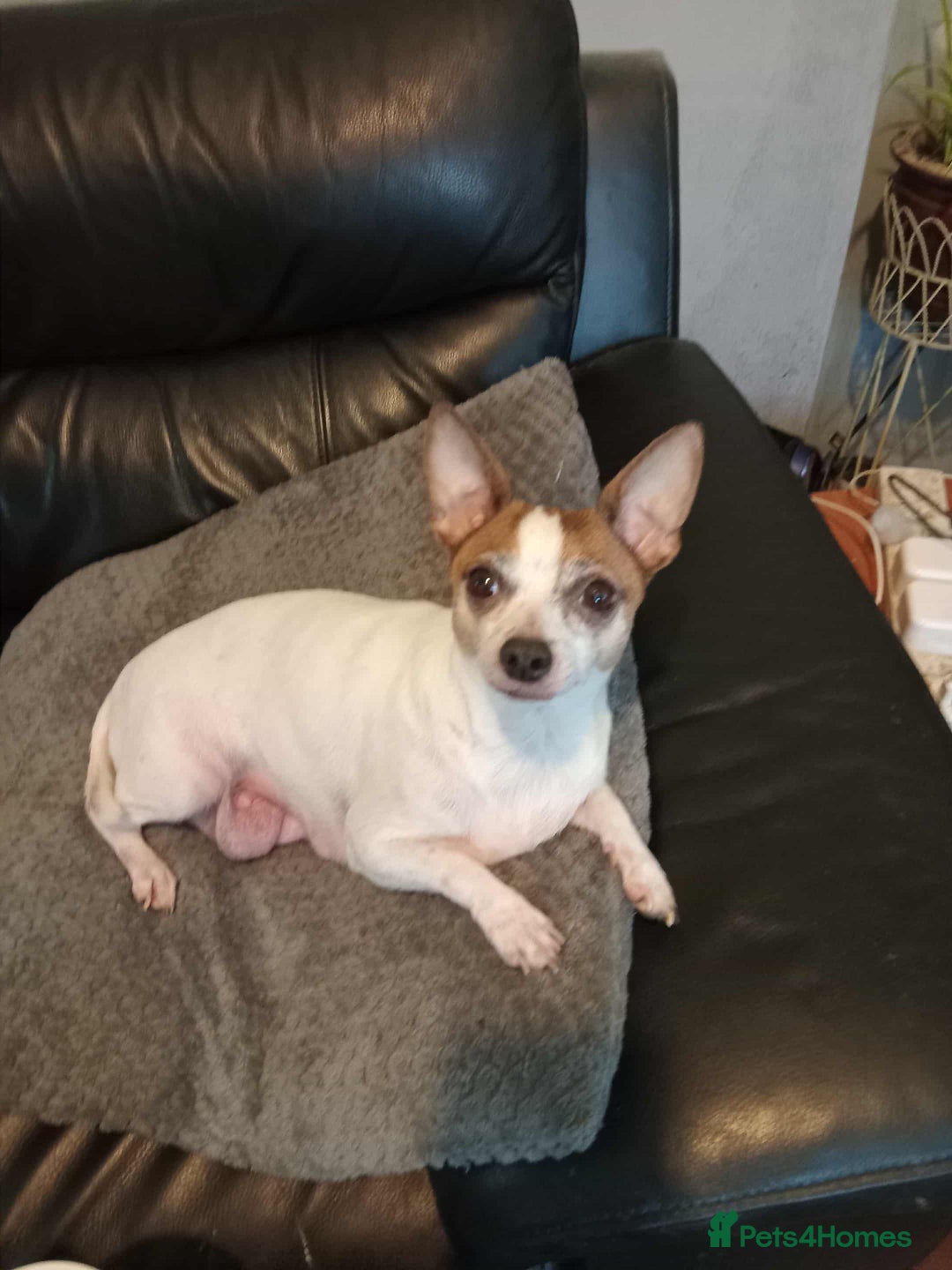 Mixed Breed dogs for sale: I have 2 puppy's for sale  - Image 1