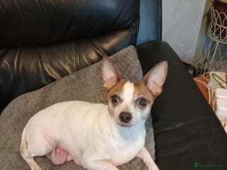 Mixed Breed dogs - Advert 24