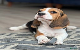 Beagle dogs for sale: STUNNING KC 5GEN TRI COLOUR BEAGLE PUP - Image 10
