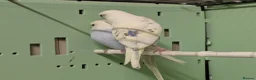 Budgerigars birds for sale: Baby Budgies some Crested  in Chorley - Advert 9