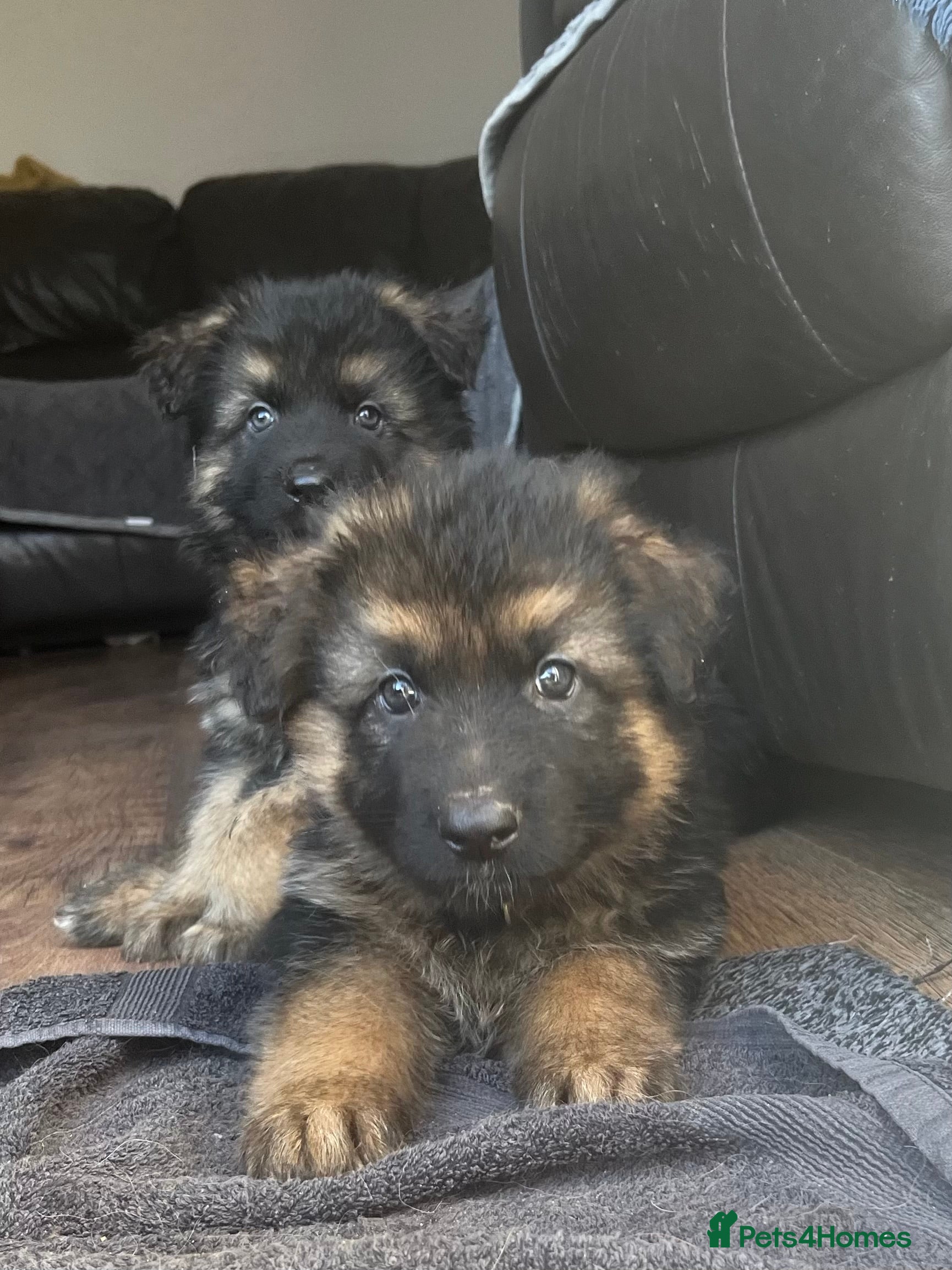 German Shepherd dogs Beautiful German Shepherd Puppies Kc Registered  - Advert 2