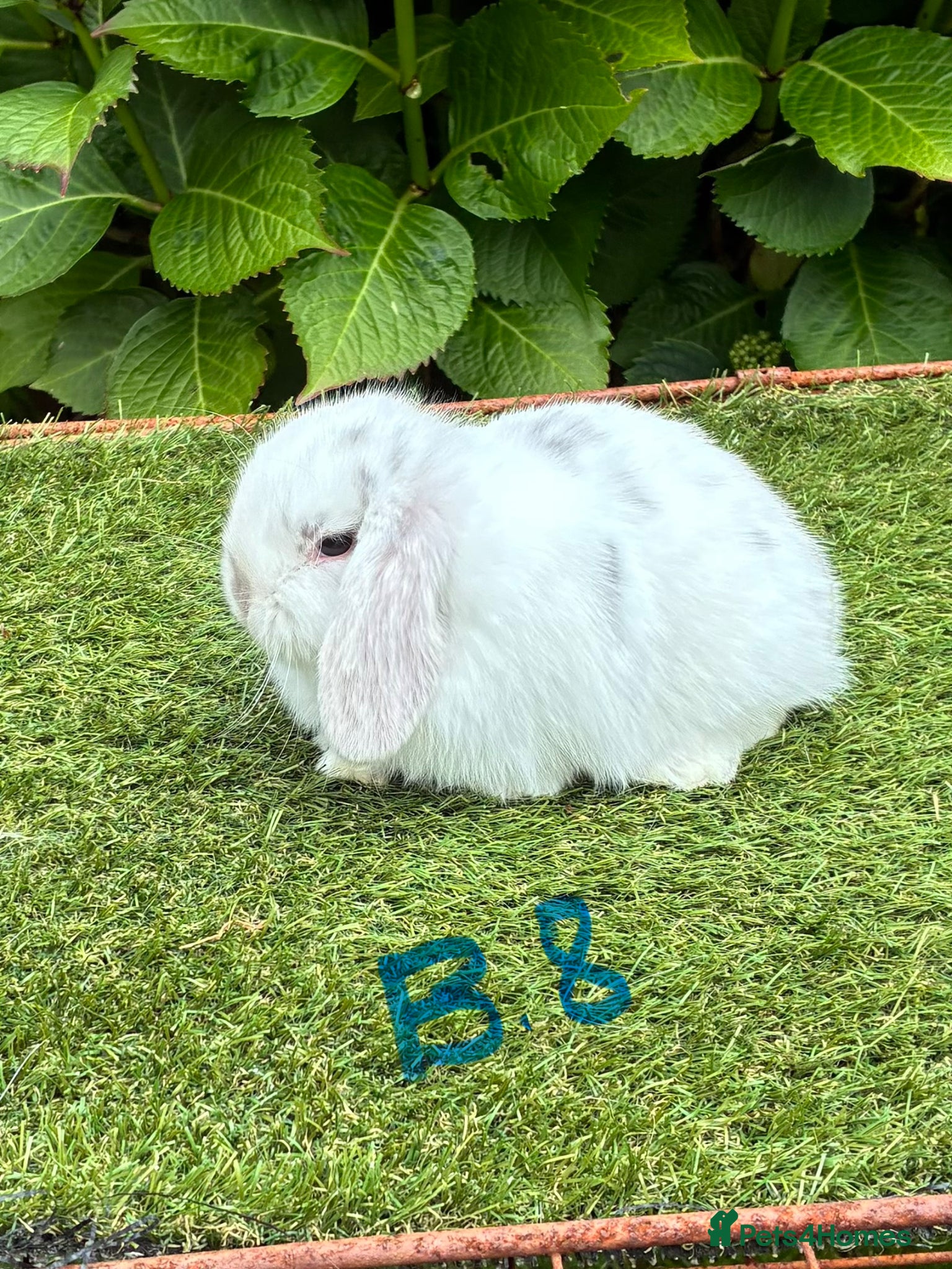 Mini Lop rabbits Pure bred mini lops baby rabbits. - Advert 1
