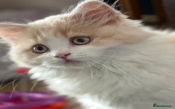 British Longhair cats for sale: Ready now . British longhair boy  - Image 5