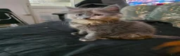 Maine Coon cats for sale: Maine Coon X - Advert 2