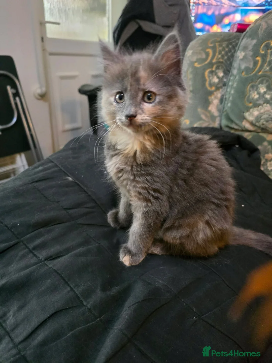 Maine Coon cats for sale: Maine Coon X - Advert 2