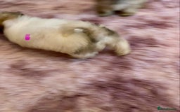 Lhasa Apso dogs for sale: Lhasa Apso Puppies 🐶  - Image 9