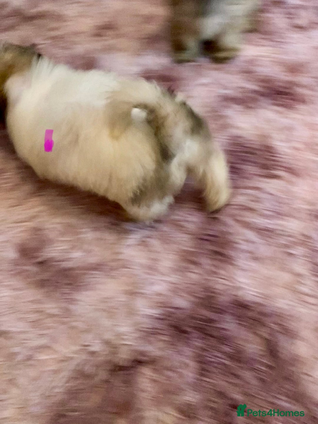 Lhasa Apso dogs for sale: Lhasa Apso Puppies 🐶  - Image 9