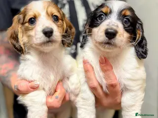 Miniature Dachshund dogs 2 miniature long haired dachshund puppies - Advert 1