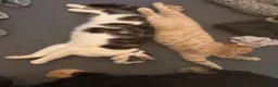 Mixed Breed cats for sale:  Rehoming  - Advert 2