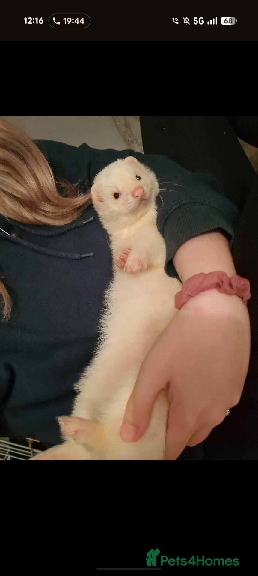 Ferret rodents Friendly ferret looking for new home - Advert 1