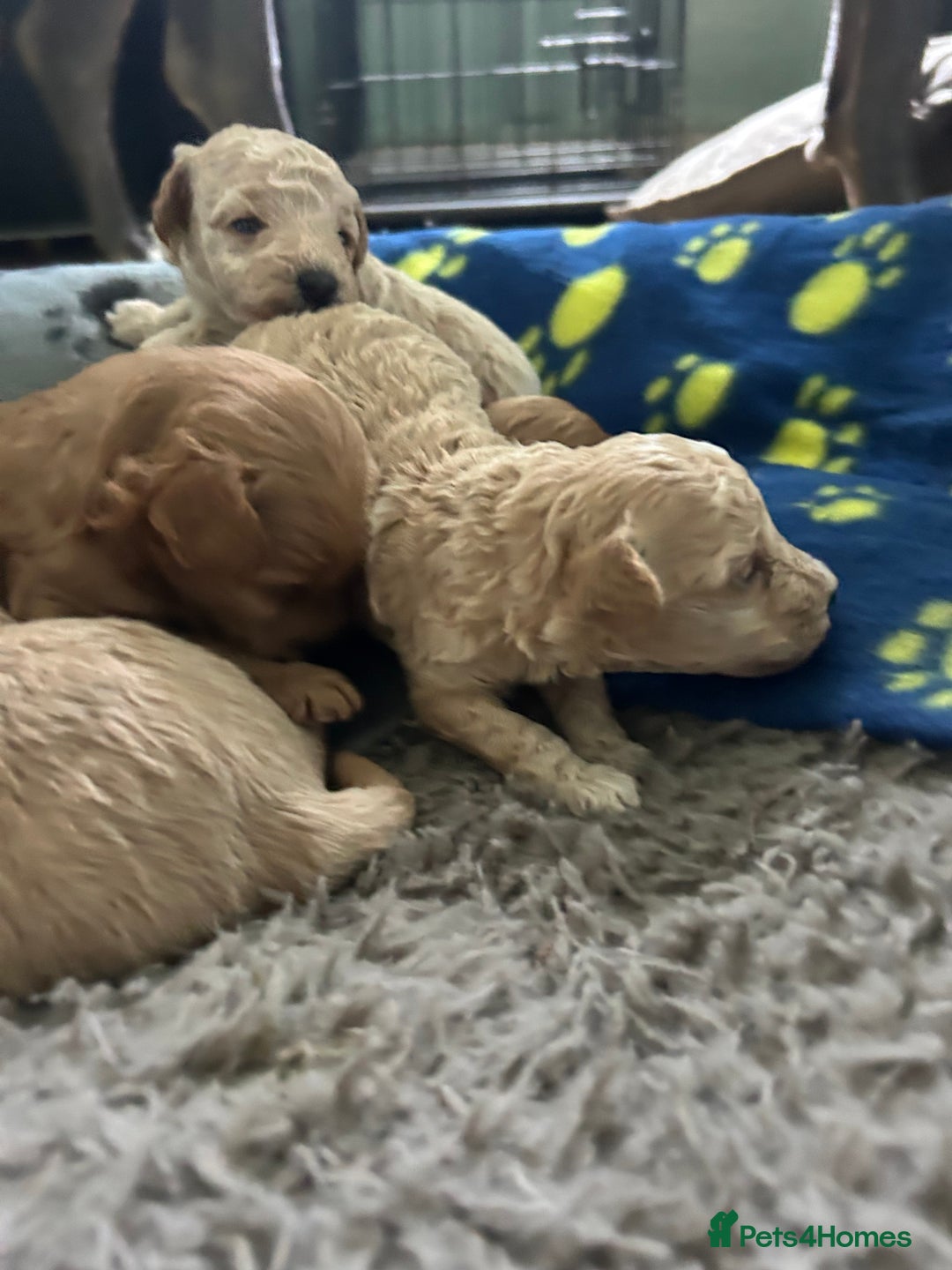 Maltipoo dogs for sale: ✨ Maltipoo Puppies Looking for Forever Homes! ✨ - Image 6