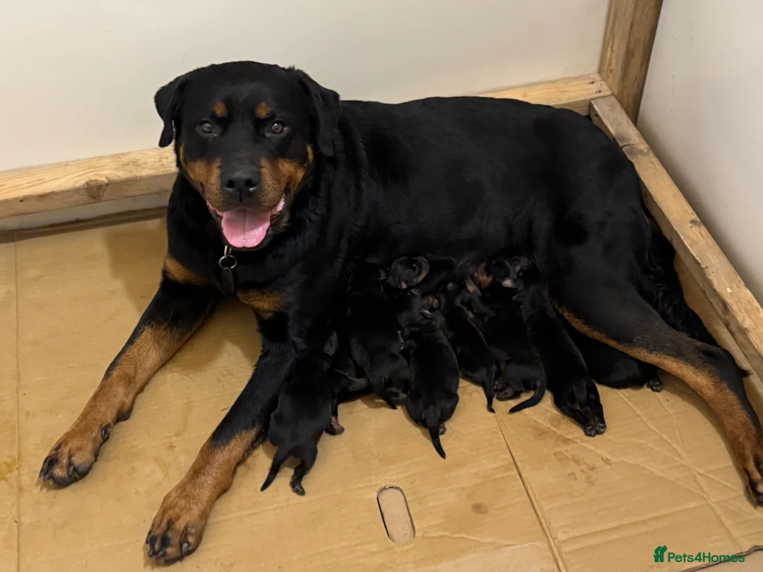 Rottweiler dogs for sale: Rottweiler puppies stunning pups born 4th Feb xx - Advert 1