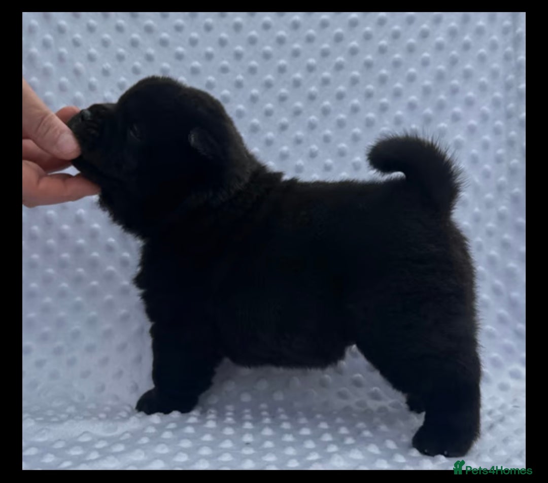 Chow Chow dogs for sale: Quality chow chow pups - Image 39