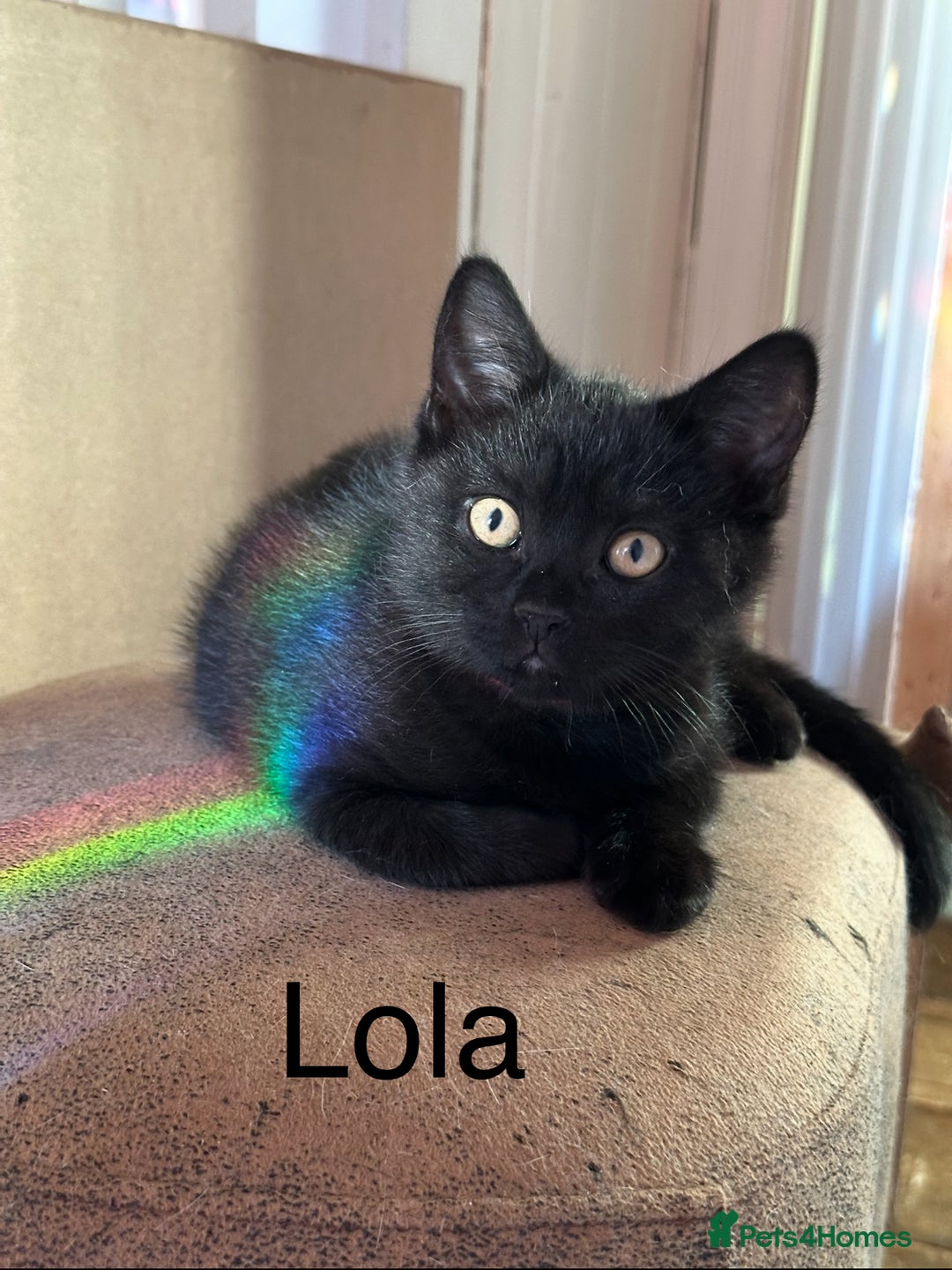 British Shorthair cats for sale: Black British Shorthair ready to go now.  - Image 5