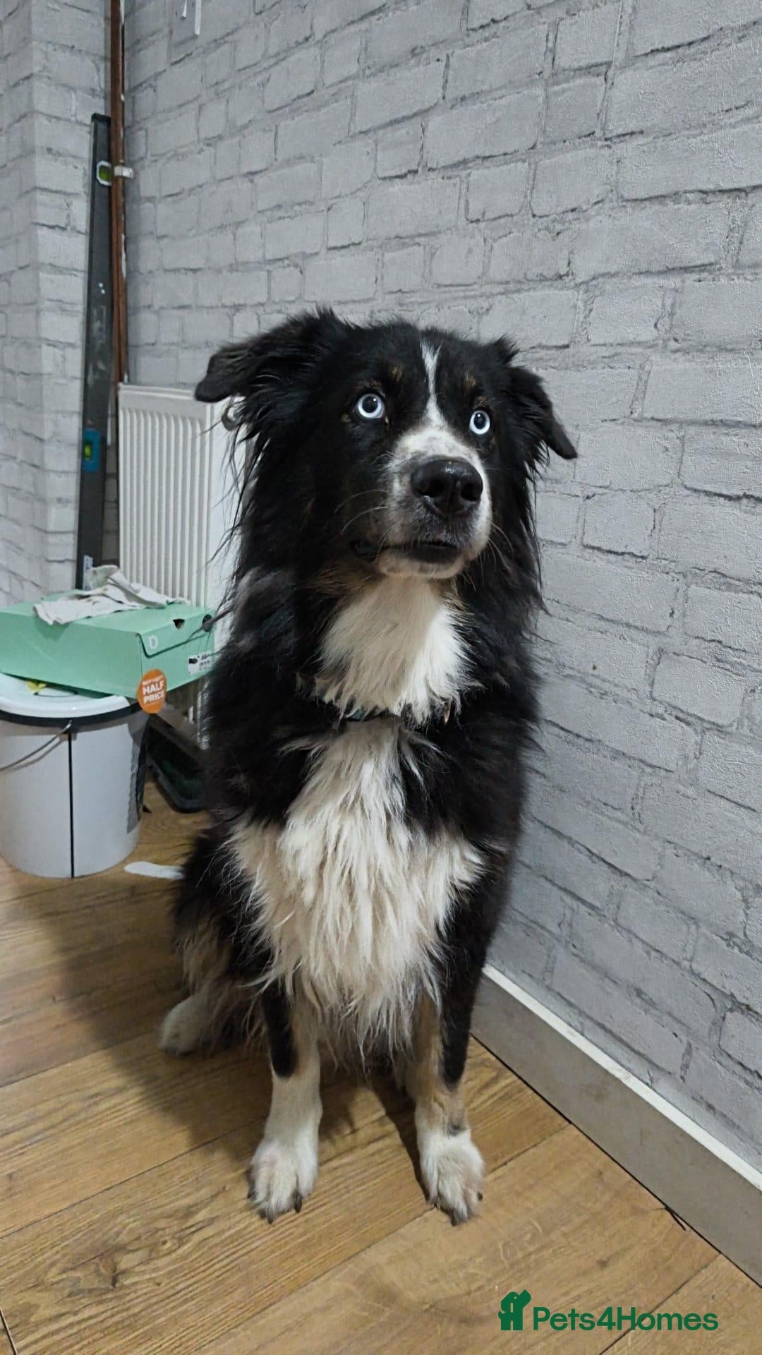 Mixed Breed dogs Loving, Friendly Dog Looking for a Forever Home - Advert 1