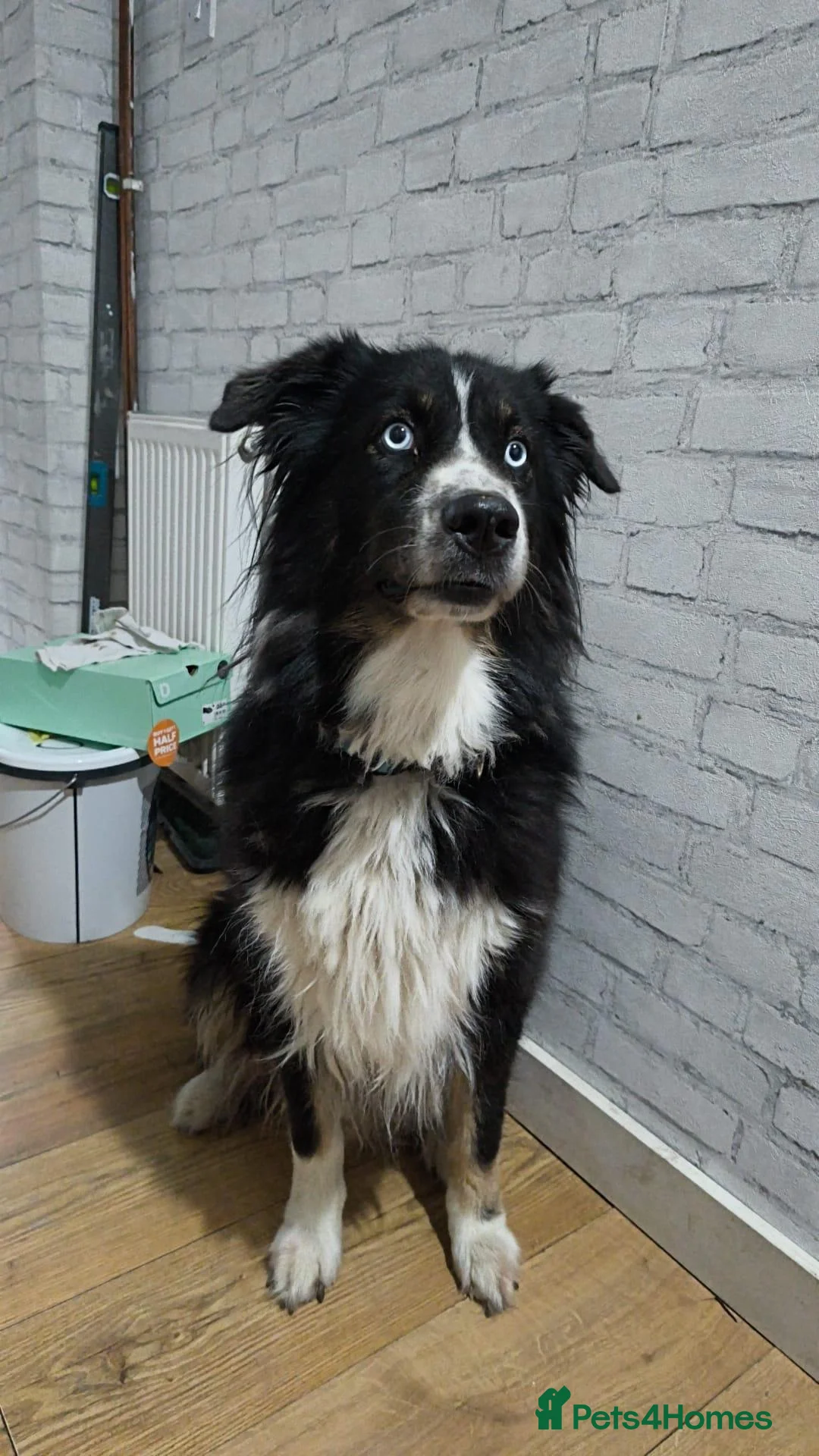 Mixed Breed dogs for sale: Loving, Friendly Dog Looking for a Forever Home in Basildon - Advert 1