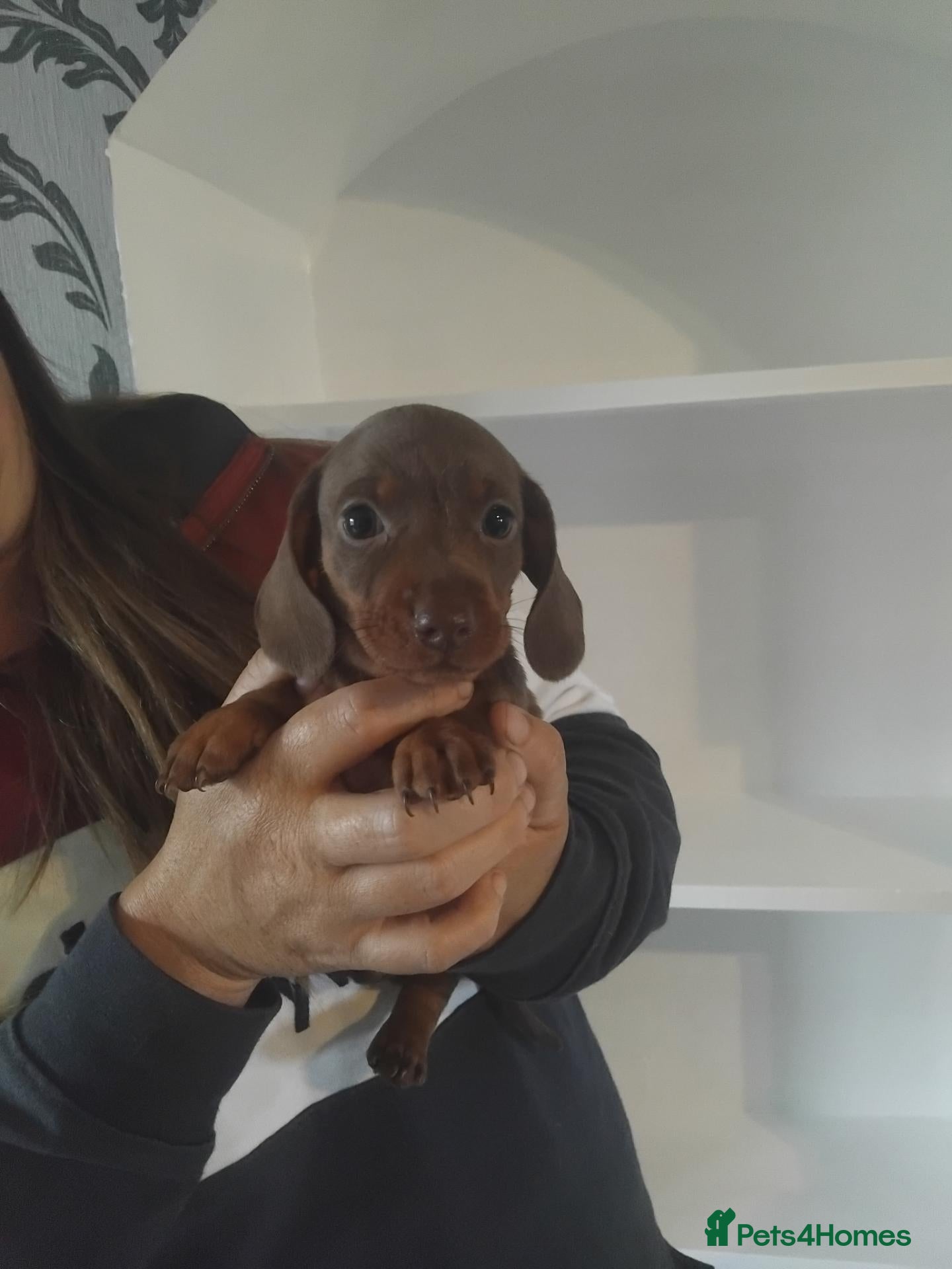 Miniature Dachshund dogs Kc registered chocolate and tan boy  - Advert 11