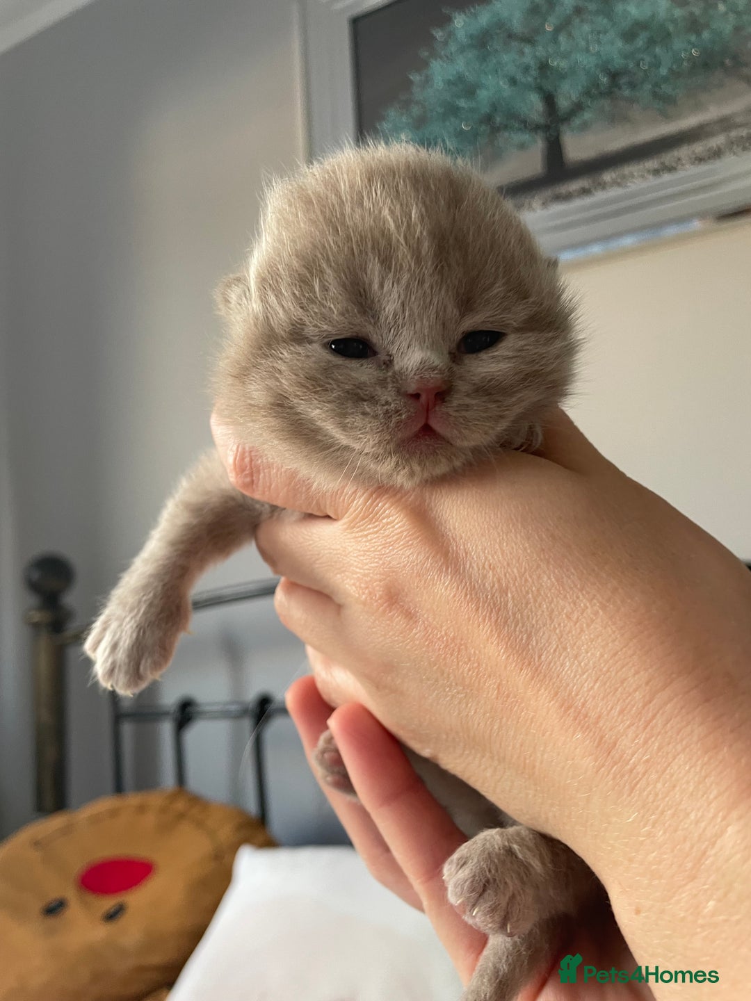 British Shorthair cats for sale: GCCF BRITISH SHORTHAIR KITTENS - Advert 25