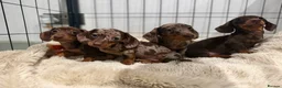 Miniature Dachshund dogs for sale: Beautiful Dachshund Male Puppies Ready now  - Advert 1