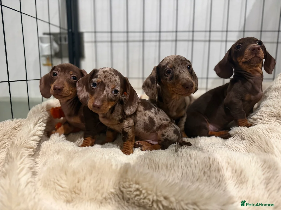 Miniature Dachshund dogs for sale: Beautiful Dachshund Male Puppies Ready now  - Advert 1