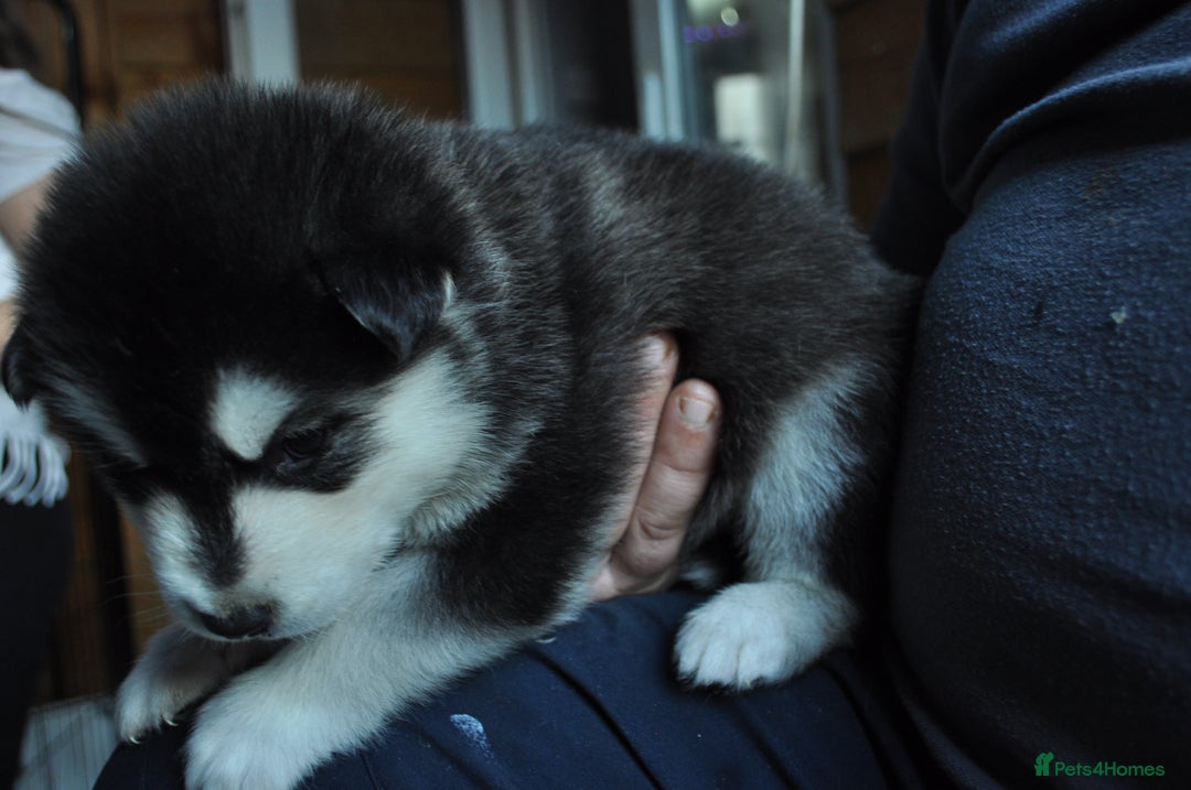 Alaskan Malamute dogs for sale: Alaskan Malamute Puppies - Advert 23