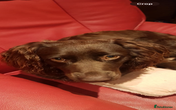 Cockapoo dogs for sale: Beautiful dog looking for a home - Image 3