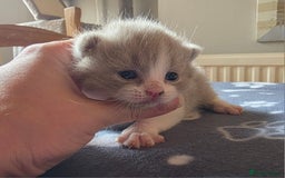 British Shorthair cats for sale: GCCF Registered British Shorthair Kittens - Image 16