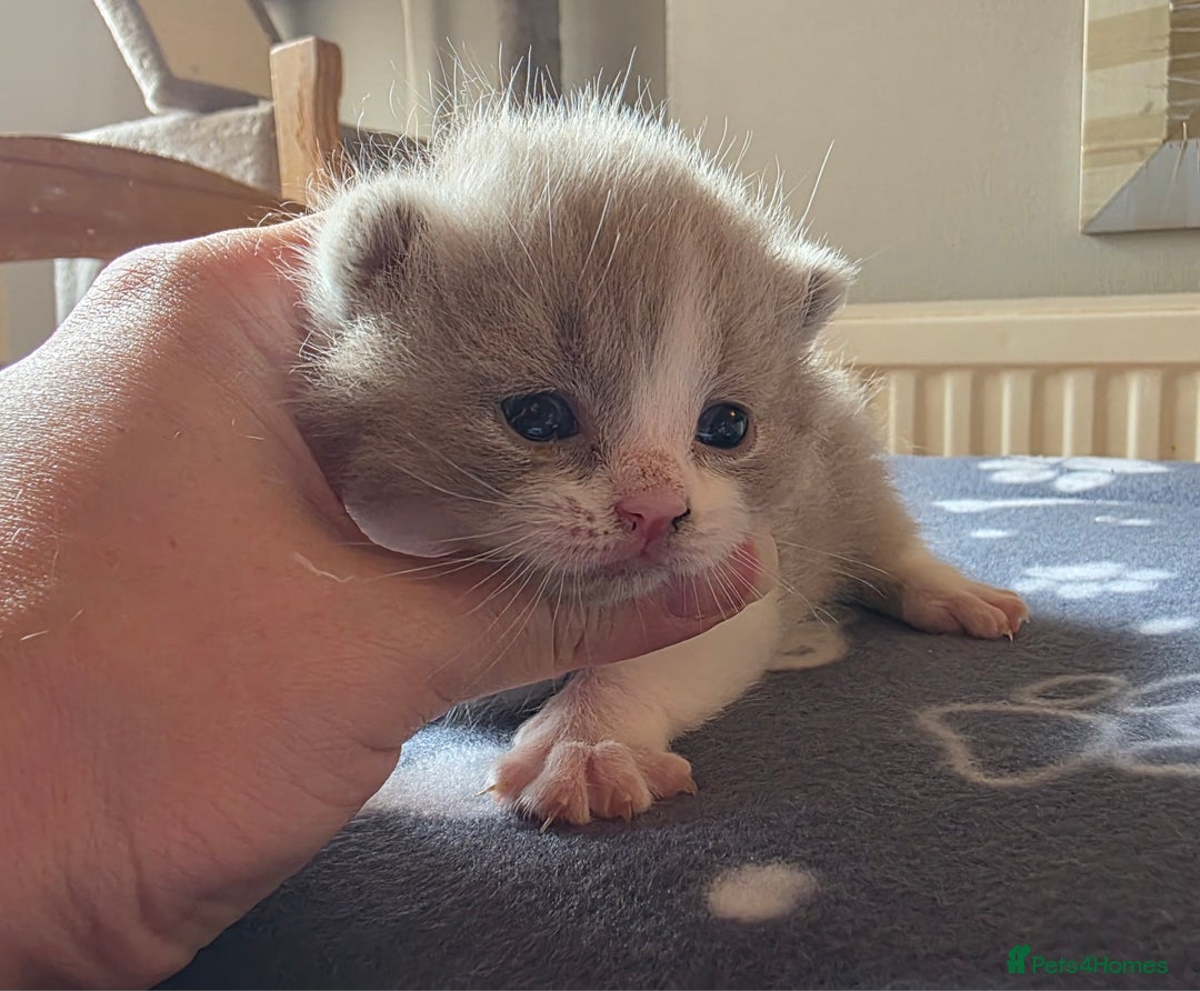 British Shorthair cats for sale: GCCF Registered British Shorthair Kittens - Image 16