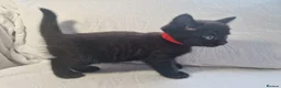 Mixed Breed cats for sale: British short-hair cross kittens  in Saint Austell - Advert 13