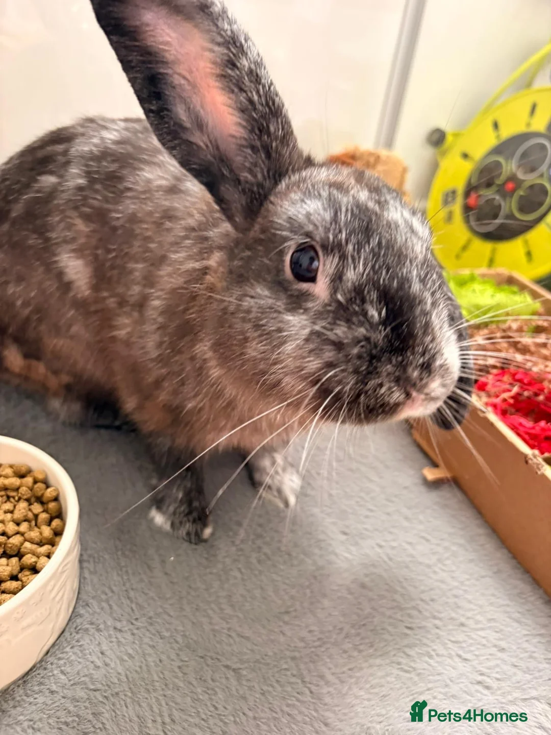 English Lop rabbits for sale: Mr Daniel Rathbone  - Advert 8
