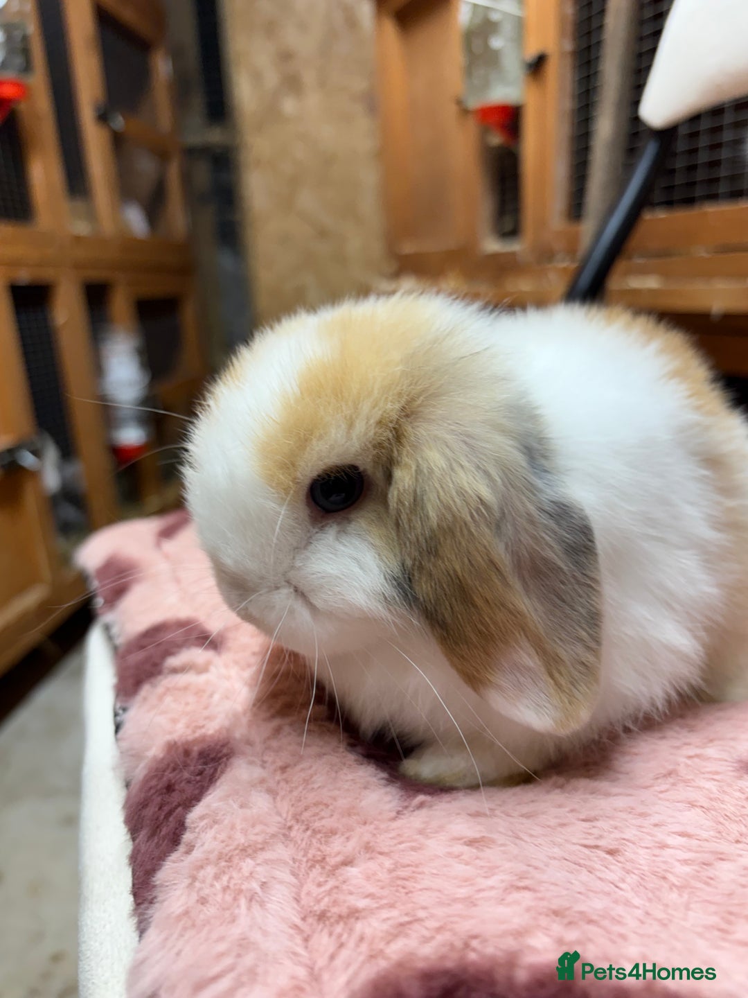 Dwarf Lop rabbits for sale: Stunning friendly dwarf lops  - Image 19