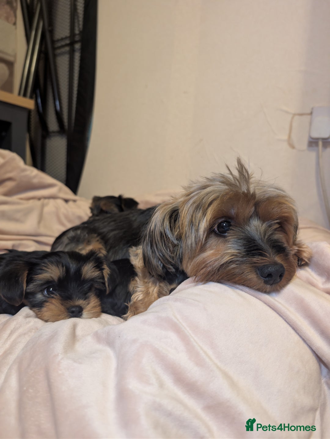 Yorkshire Terrier dogs for sale: Yorkshire Terriers ready for new home  - Advert 21
