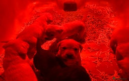 Labrador Retriever dogs for sale: Golden Labrador puppies - Advert 1