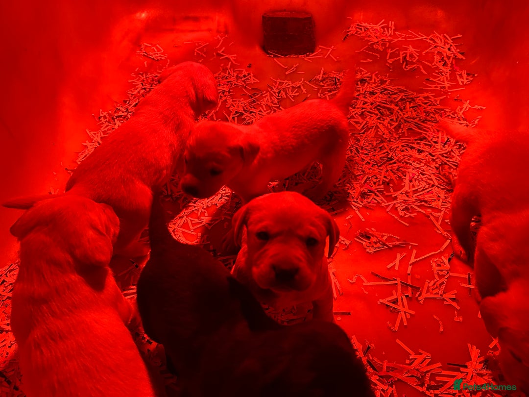 Labrador Retriever dogs for sale: Golden Labrador puppies - Advert 1