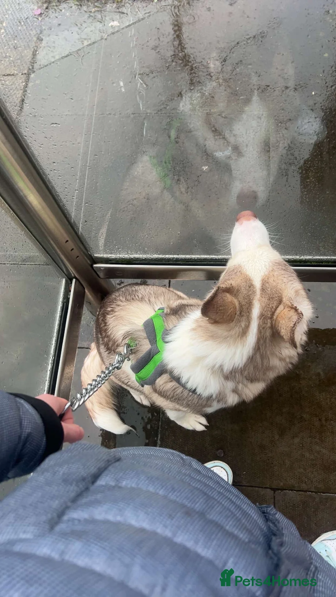 Siberian Husky dogs for sale: 6month old Male Siberian Husky - Advert 2