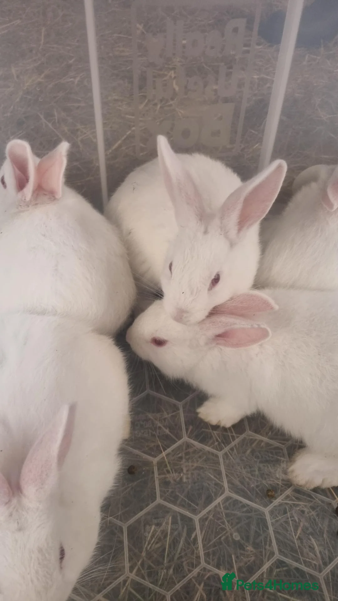 New Zealand rabbits for sale: Mixed New Zealand Bunnies in Trefriw - Advert 1