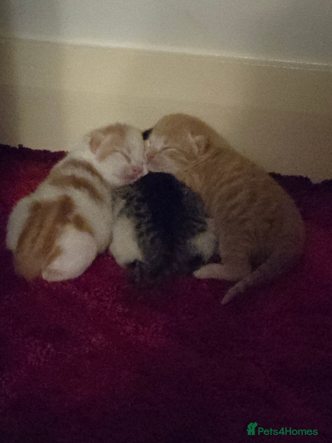 Mixed Breed cats for sale: Beautiful fluffy ginger kittens - Image 24