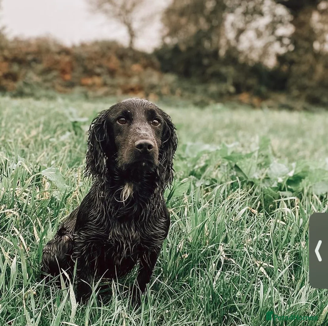 Cocker Spaniel dogs for stud: Ammerdown Galahad - Health Tested Stud in Frome - Advert 5